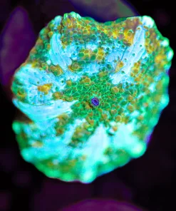 Wysiwyg Green Lightning Mushroom (Row #100:B)