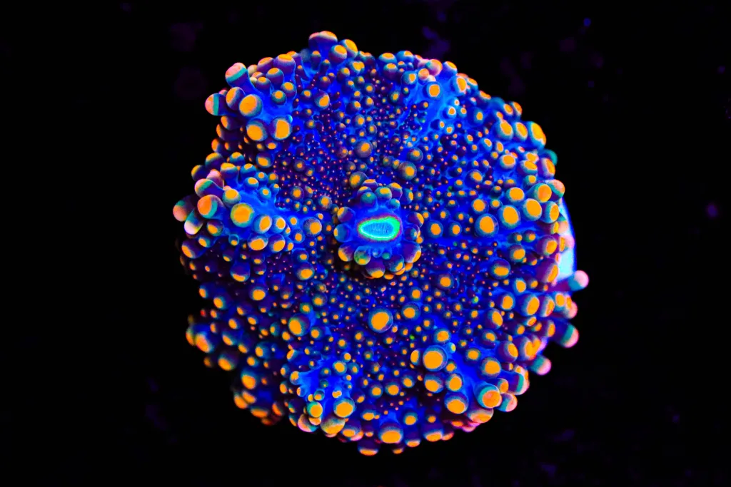 Frag Box Corals