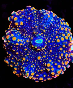 Black Widow Ricordea Yuma