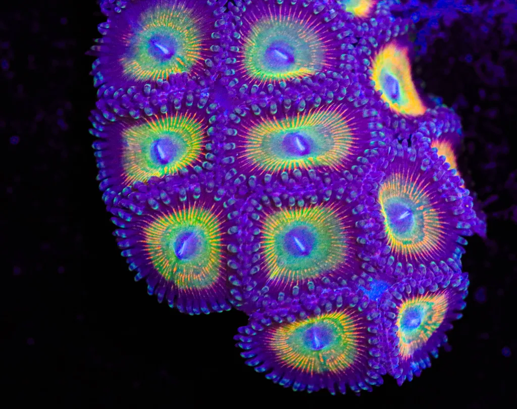 Frag Box Corals