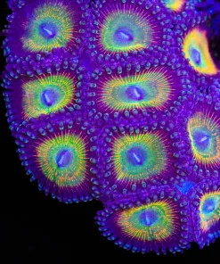 Large Vitamin C Zoanthid Frag (Row #6)