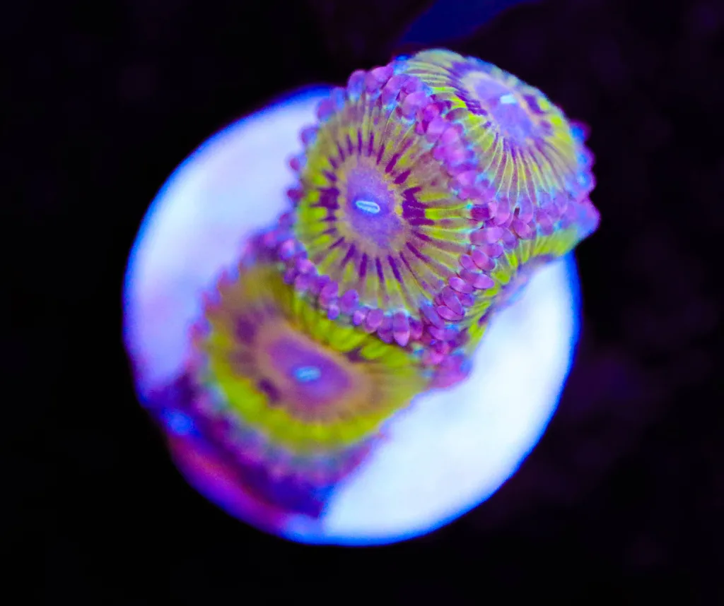 Frag Box Corals