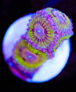 Yellow Chiquita Zoanthids Frag (Row #12:B)