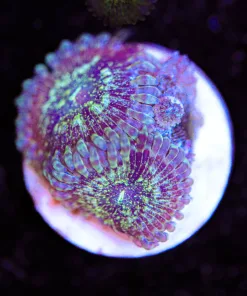 Golden Eclipse Zoanthid Frag (Row #16:B)