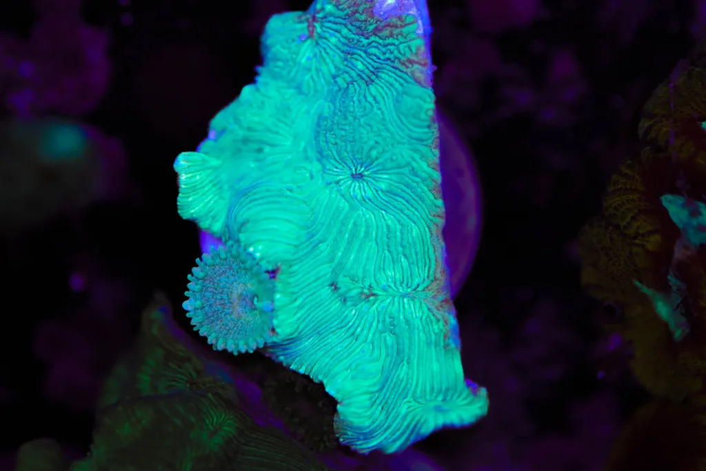 Frag Box Corals