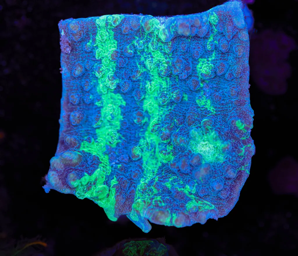 Frag Box Corals