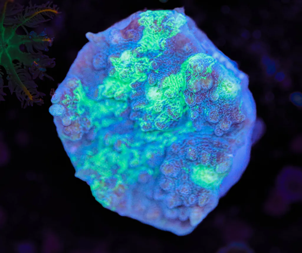 Frag Box Corals