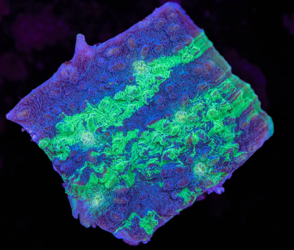 Frag Box Corals