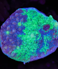 Blue Green Twisted Dynamite Chalice Frag (Row #44) *Free shipping min $149 livestock spend*