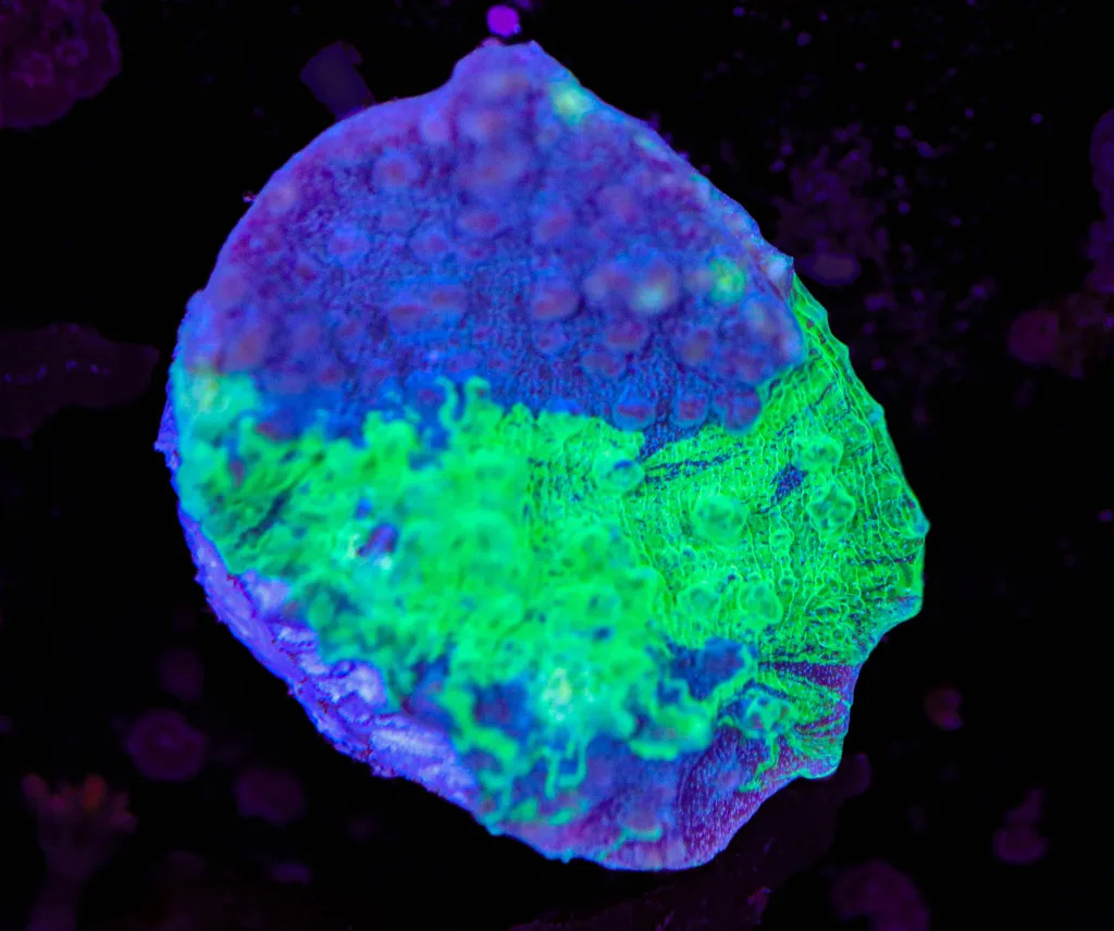 Frag Box Corals