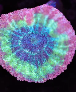 Cotton Candy Lobo Coral Frag (Row #43:B)