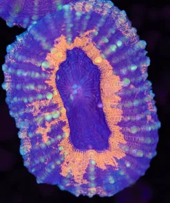 Purple Orange Lobo Coral Frag (Row #44:B)