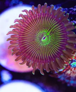 Milkyway Zoanthid Frag(Row #7)