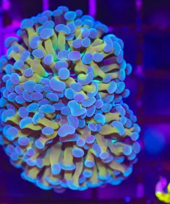 Wysiwyg Blue Gold Hammer Coral (C6)