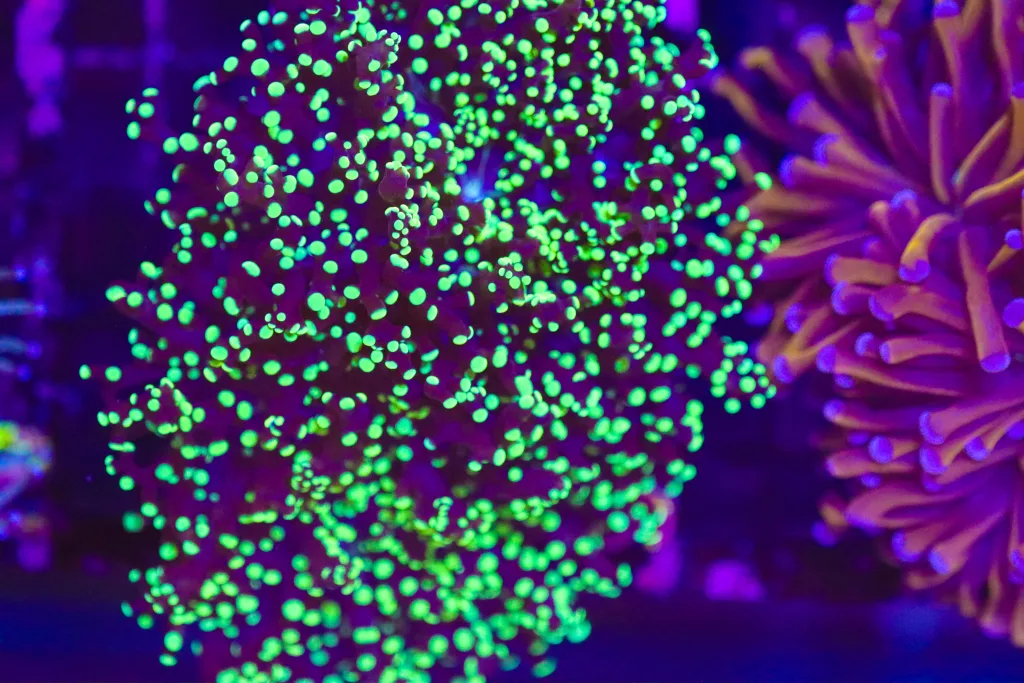 Frag Box Corals
