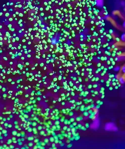 Wysiwyg Large Octospawn Coral (C9)