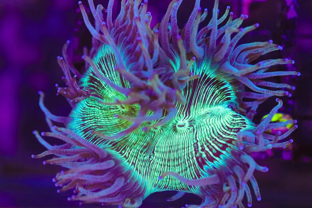 Frag Box Corals