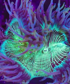 WYSIWYG Elegance Coral (C10) *Free shipping no minimum spend*