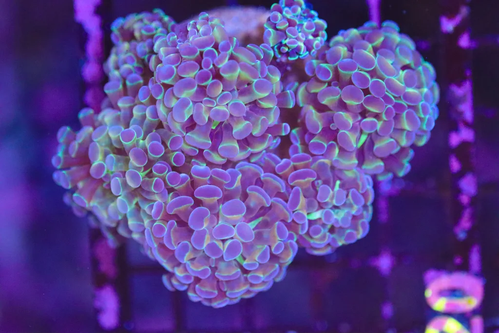 Frag Box Corals