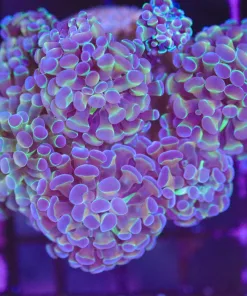 Wysiwyg Multi-Coloured Hammer Coral Colony (C20)