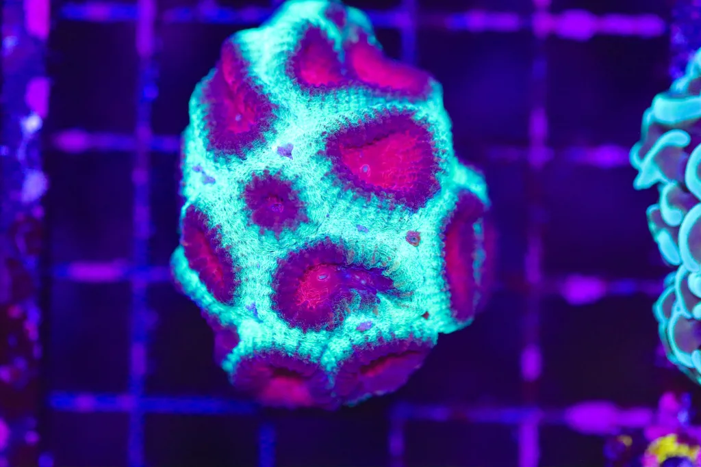 Frag Box Corals