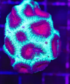 Wysiwyg Christmas Favia Coral (C25) *Free Shipping minimum $149 livestock spend*