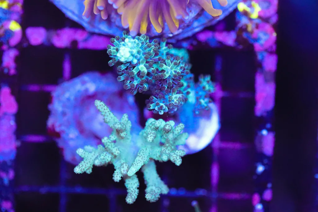 Frag Box Corals