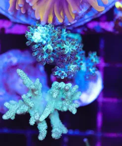 Wysiwyg 2 for 1 Blue & Green Nepthea Soft Coral Combo Pack (C26) *Free shipping minimum $149 livestock spend*