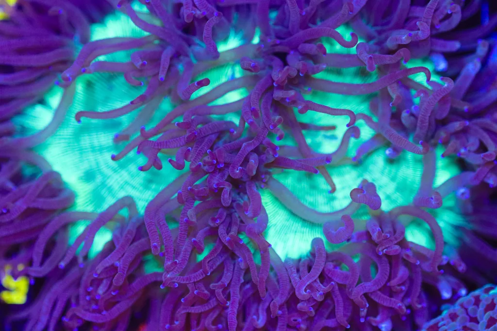 Frag Box Corals