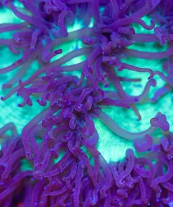 Wysiwyg Large Australian Purple Tip Glowing Centre Elegance Coral  (C46) *Free shipping no minimum spend*