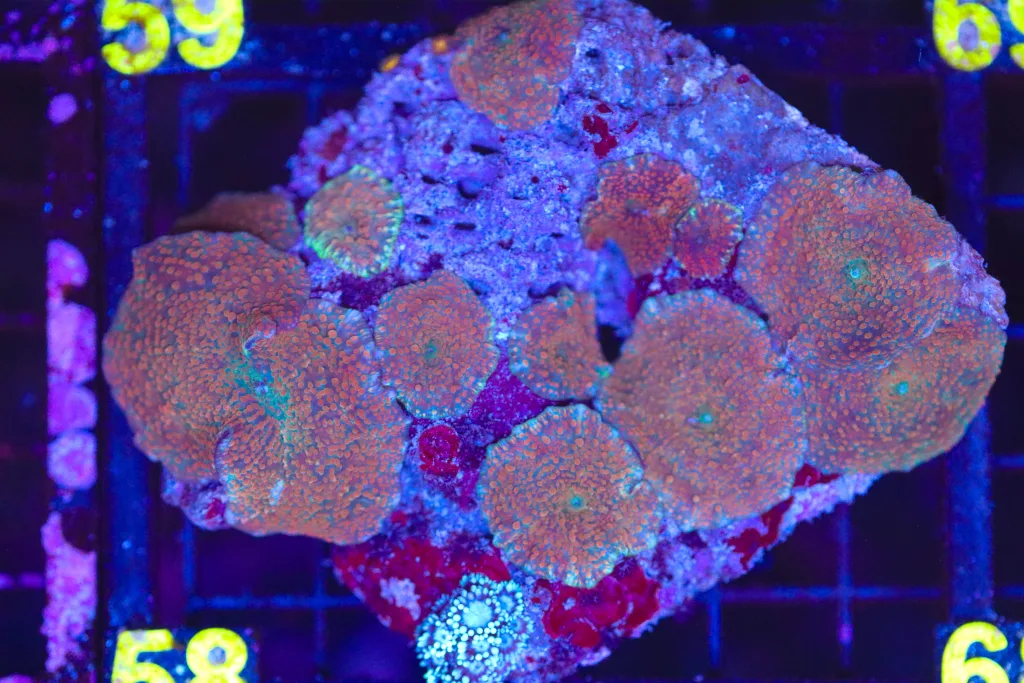 Frag Box Corals