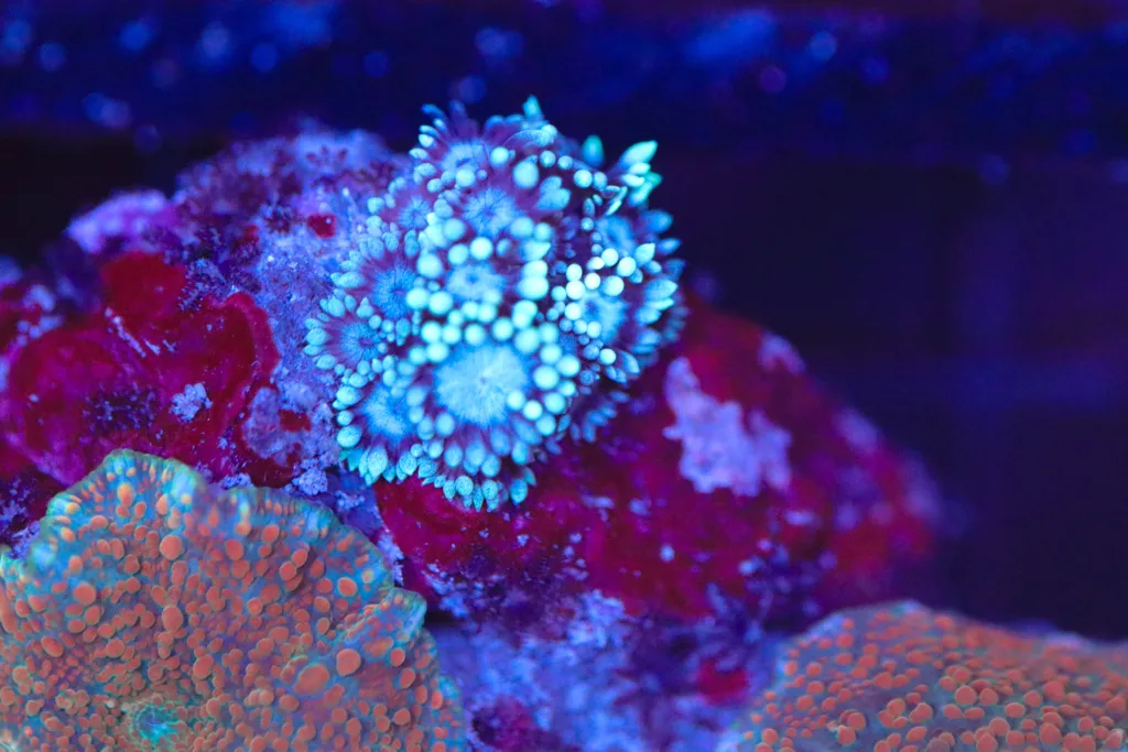 Frag Box Corals