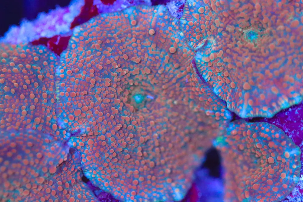 Frag Box Corals