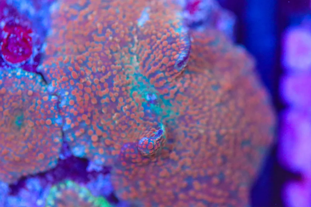 Frag Box Corals