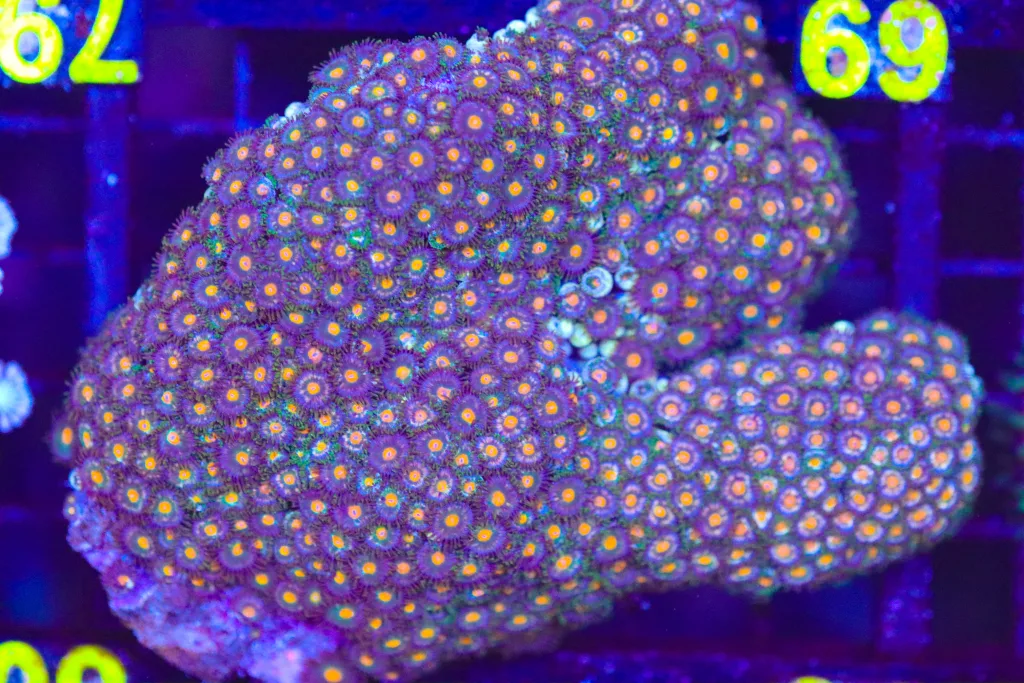 Frag Box Corals