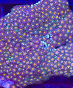 Orange center zoanthid frag (coming soon)