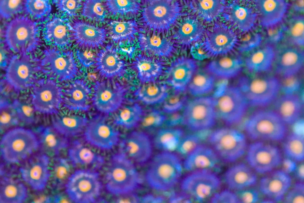 Frag Box Corals