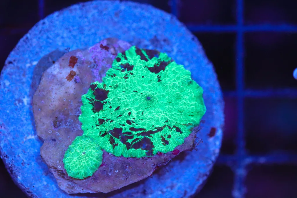 Frag Box Corals