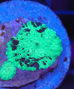 Wysiwyg Electric Jawbreak Mushroom Coral (C70) *Free shipping no minimum Spend*