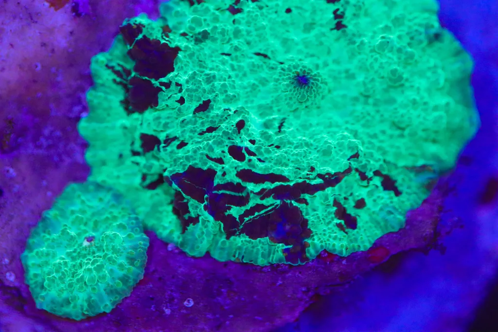 Frag Box Corals