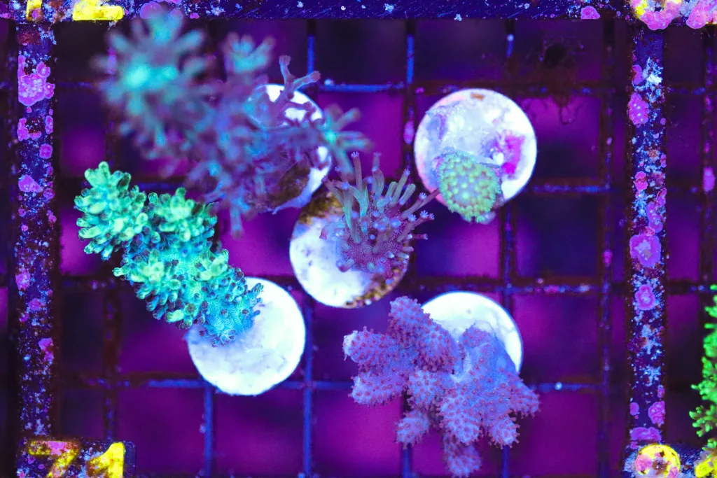 Frag Box Corals