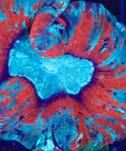 Wysiwyg Large Colorful Open Brain Coral (C76)