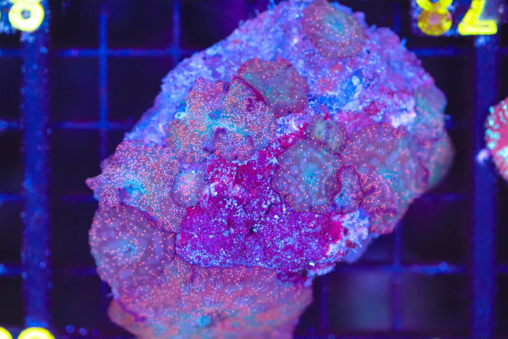 Frag Box Corals