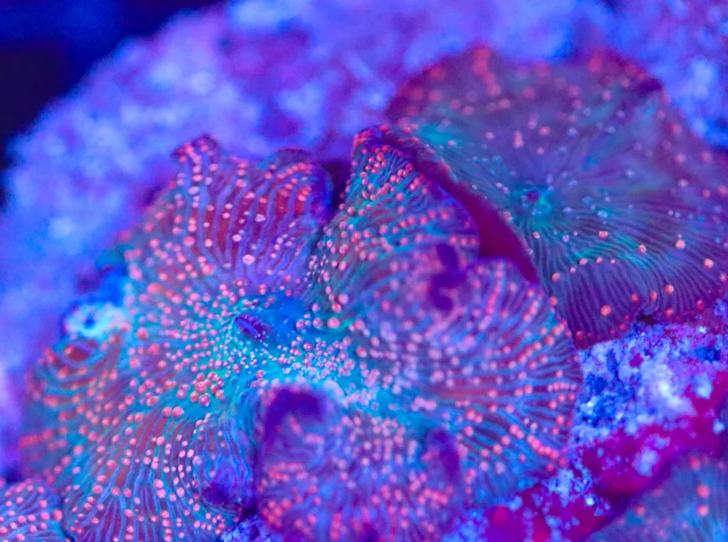 Frag Box Corals