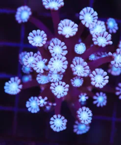 Wysiwyg Alveopora Coral (C79)