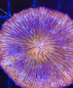 Wysiwyg Plate Coral (C88)