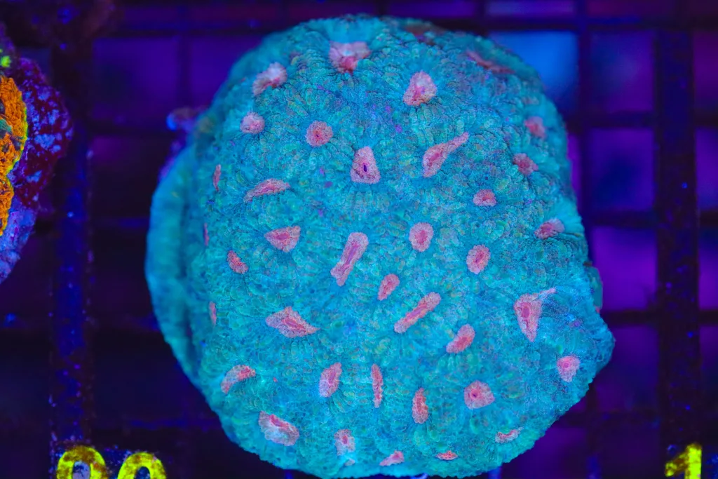 Frag Box Corals