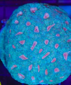 Wysiwyg Acan Enchinata Coral Colony (C90) *Free shipping no minimum spend*