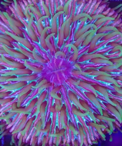 Wysiwyg Plate Coral (C97)