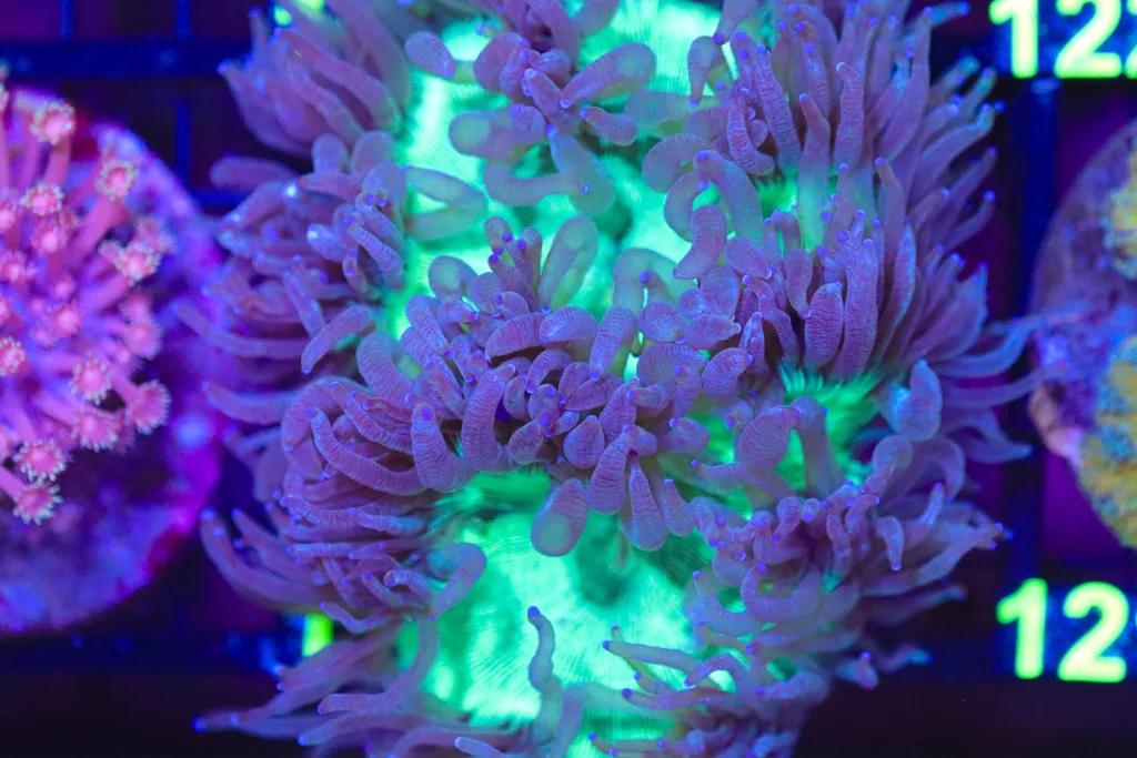 Frag Box Corals